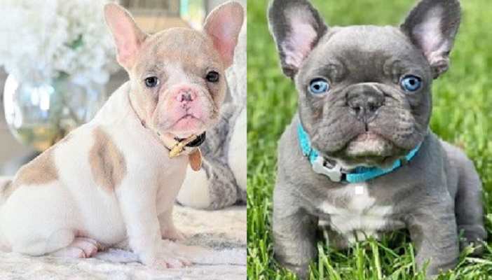 French-Bulldog-puppies-available-for-purchase