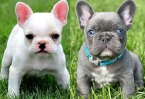 French Bulldog puppies for sale for $600