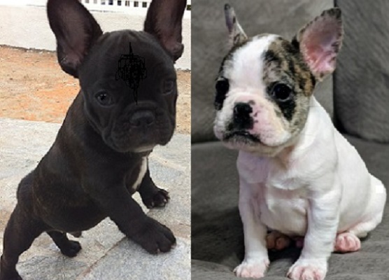 French-Bulldog-puppies-for-sale-near-me-at-an-affordable-price