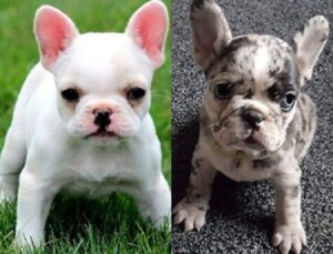 French Bulldog puppies near me for sale