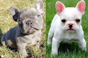 French Bulldog puppy with a black coat for sale