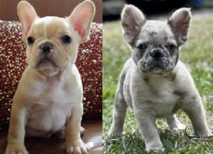 French Bulldogs available for purchase