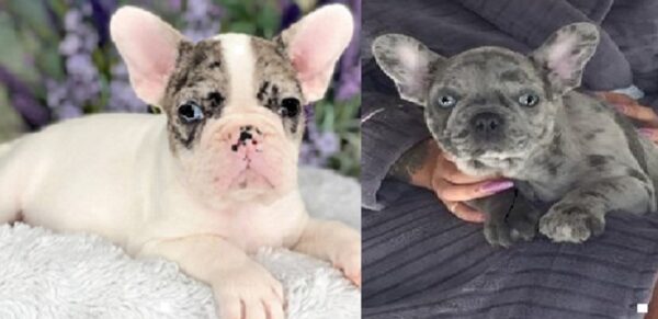 French Bulldogs available for purchase in the area