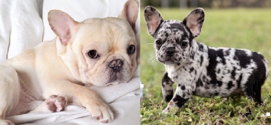 French Bulldogs for sale at affordable prices near me