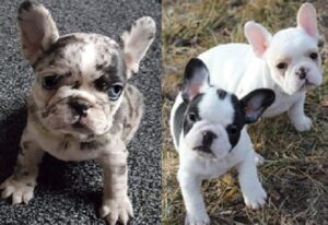 French Bulldogs for sale nearby