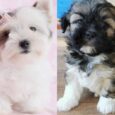 Golden Lhasa Apso puppies available for purchase
