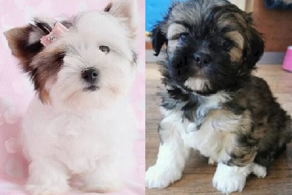 Golden Lhasa Apso puppies available for purchase