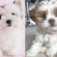 Gray Lhasa Apso puppies for sale