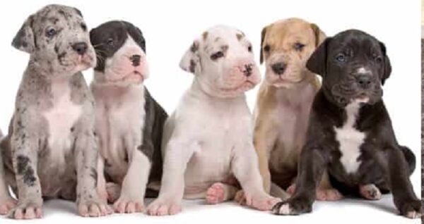 Great Dane puppies for sale