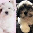 Havanese Lhasa Apso mix puppies available for purchase