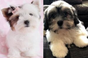 Havanese Lhasa Apso mix puppies available for purchase