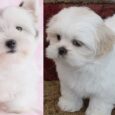 Jack Russell cross Lhasa Apso puppies for sale