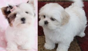 Jack Russell cross Lhasa Apso puppies for sale