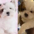 Jack Russell x Lhasa Apso puppies available for purchase