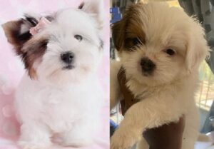 Jack Russell x Lhasa Apso puppies available for purchase