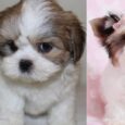 KC registered Lhasa Apso puppies for sale