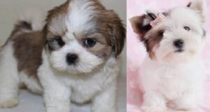 KC registered Lhasa Apso puppies for sale