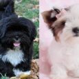 Kennel Club Lhasa Apso puppies for sale