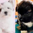 Lhasa Apso-Chihuahua cross puppies for sale