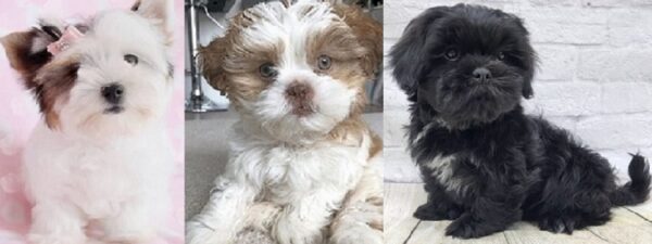 Lhasa Apso Maltese cross puppies for sale