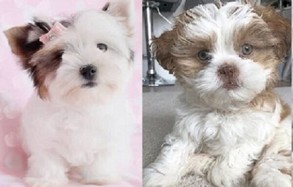 Lhasa Apso Maltese mix for sale