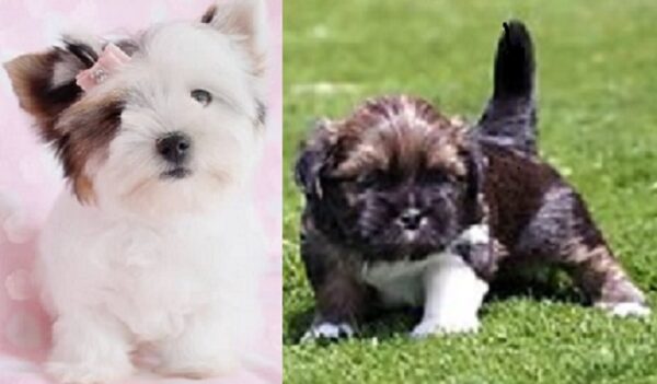 Lhasa Apso-Poodle cross for sale