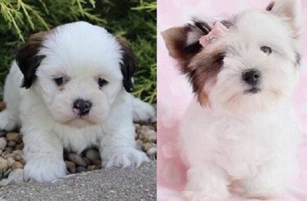 Lhasa Apso-Poodle cross puppies for sale