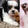 Lhasa Apso Shih Tzu mix dogs for sale