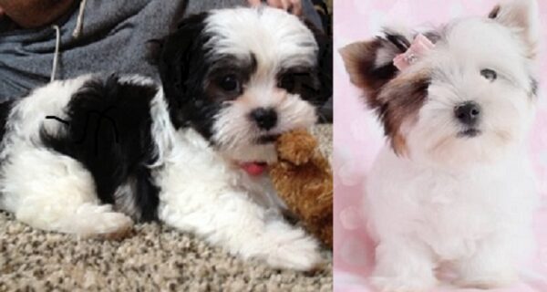 Lhasa Apso Shih Tzu mix dogs for sale