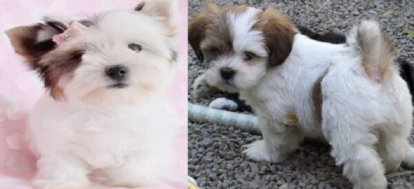 Lhasa Apso and Havanese puppies available for purchase