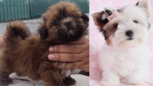 Lhasa Apso and Toy Poodle cross puppies for sale