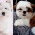 Lhasa Apso available near me