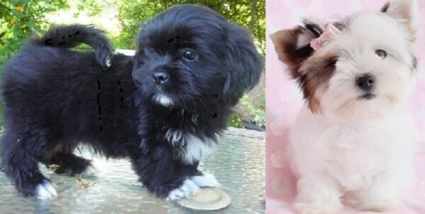 Lhasa Apso cross Chihuahua puppies for sale