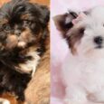 Lhasa Apso cross Jack Russell puppies available for purchase