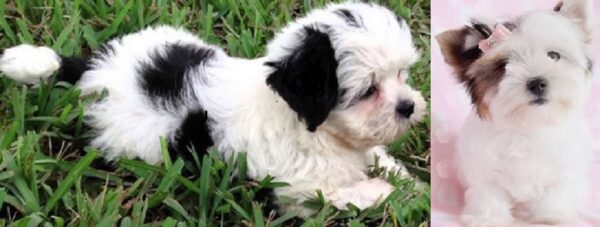 Lhasa Apso cross Maltese puppies available for sale