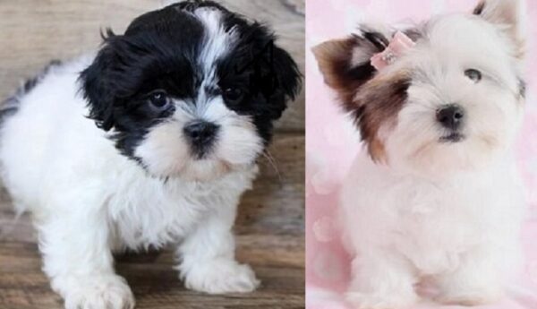 Lhasa Apso cross for sale