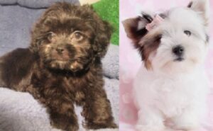 Lhasa Apso dog for sale nearby