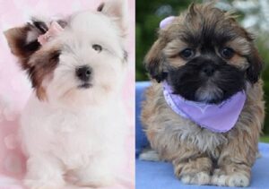 Lhasa Apso for sale puppies