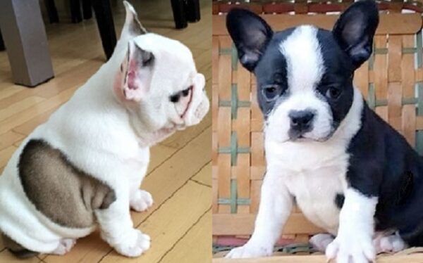 Lilac French Bulldog for sale