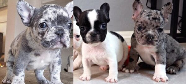 Merle Fluffy Frenchie for sale