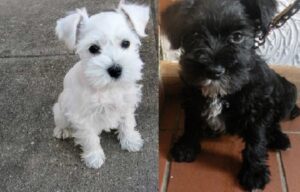 Miniature Schnauzer dog breed