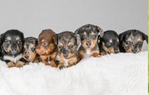 Miniature mini dachshund puppies for sale