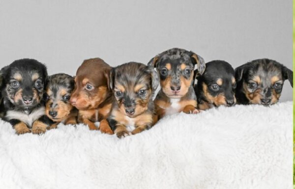 Miniature mini dachshund puppies for sale