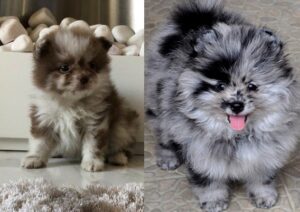 Pomeranian dog puppy