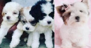 Poodle Lhasa Apso mix for sale