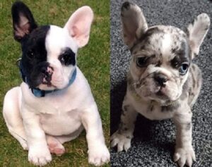 Purchase French Bulldog puppies