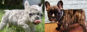 Purebred French bulldogs for sale