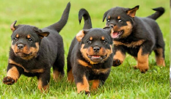 Rottweiler dogs puppy for sale
