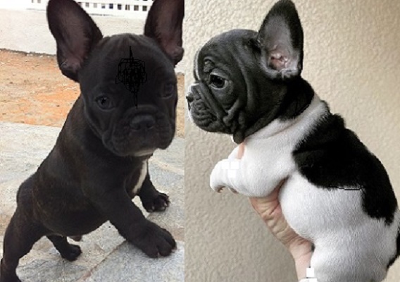 They suggested getting a female French Bulldog puppy
