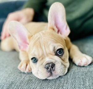 Mia French Bulldog puppy for sale